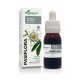 Pasiflora extracto 50 ml