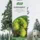 Santasapina jarabe 200 ml