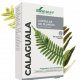 Calaguala