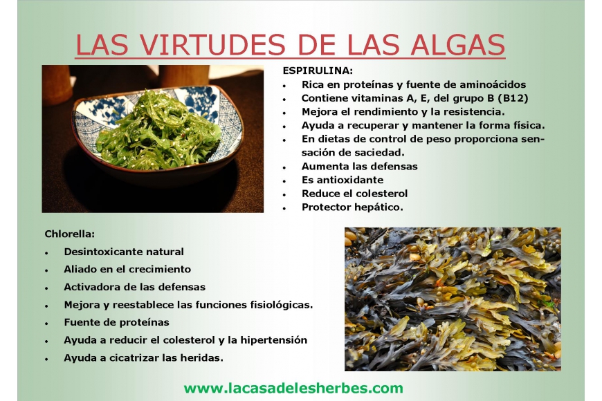 Las virtudes de las algas