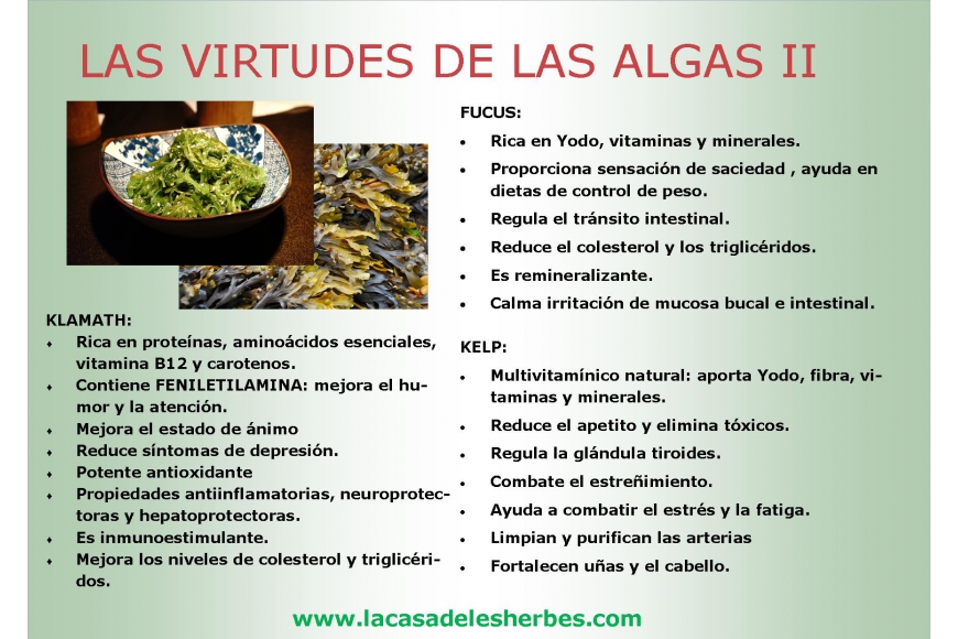Las virtudes de las algas II