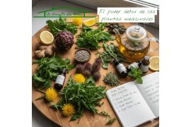Renueva tu organismo: El poder detox de las plantas medicinales tras las fiestas